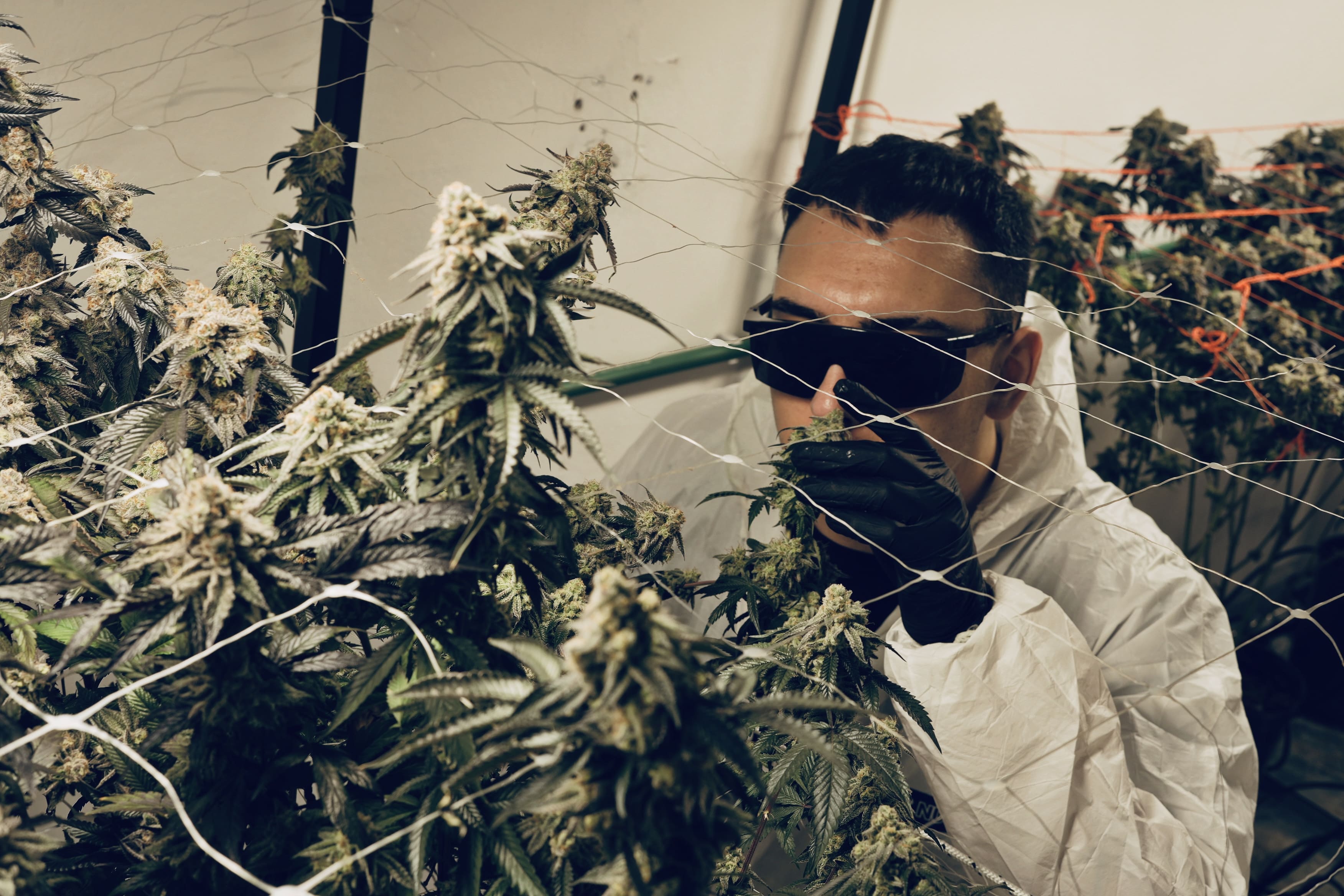 Acompañamiento medicinal Golden Green