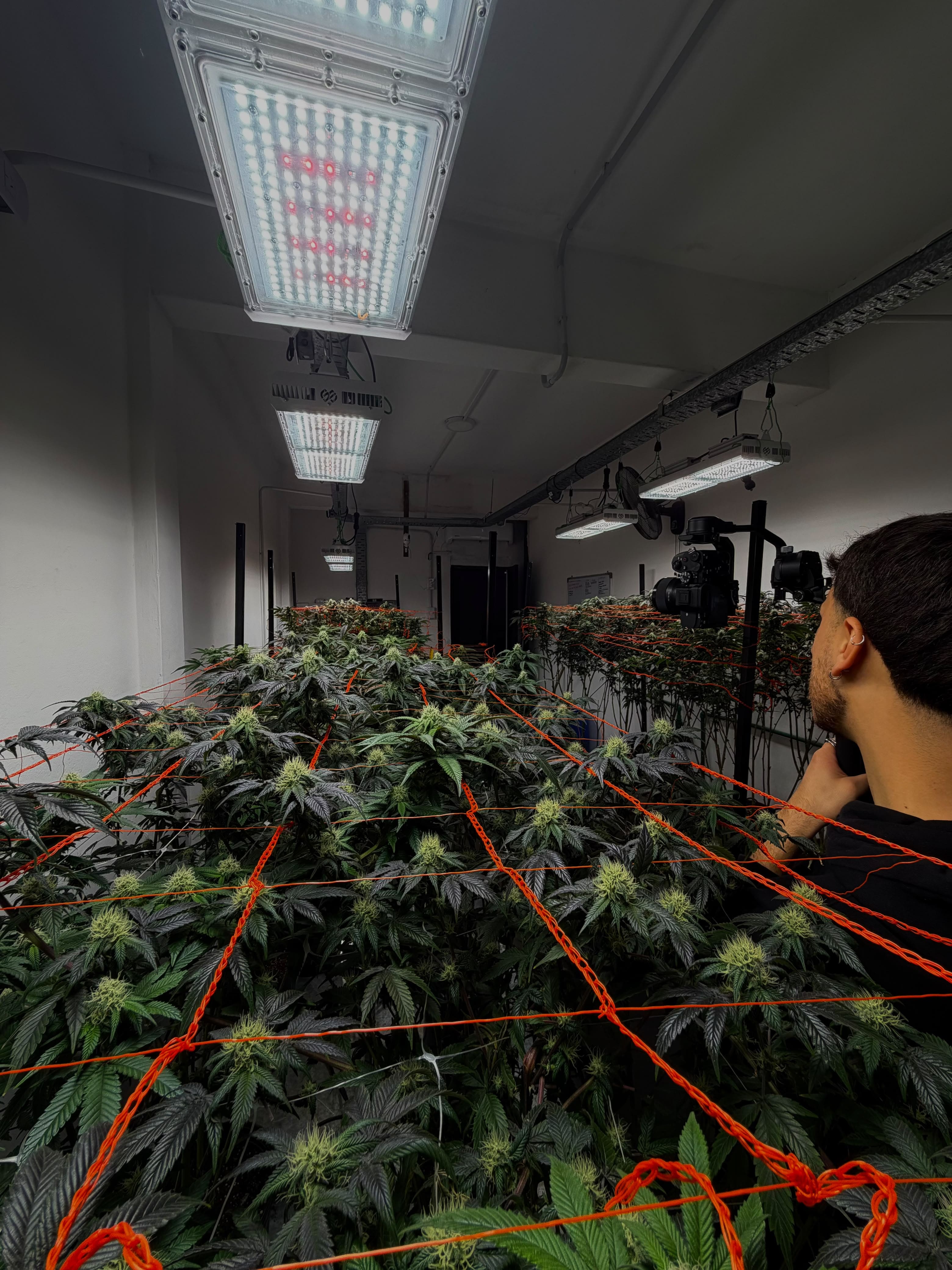 Equipo Golden Green en la sala de cultivo