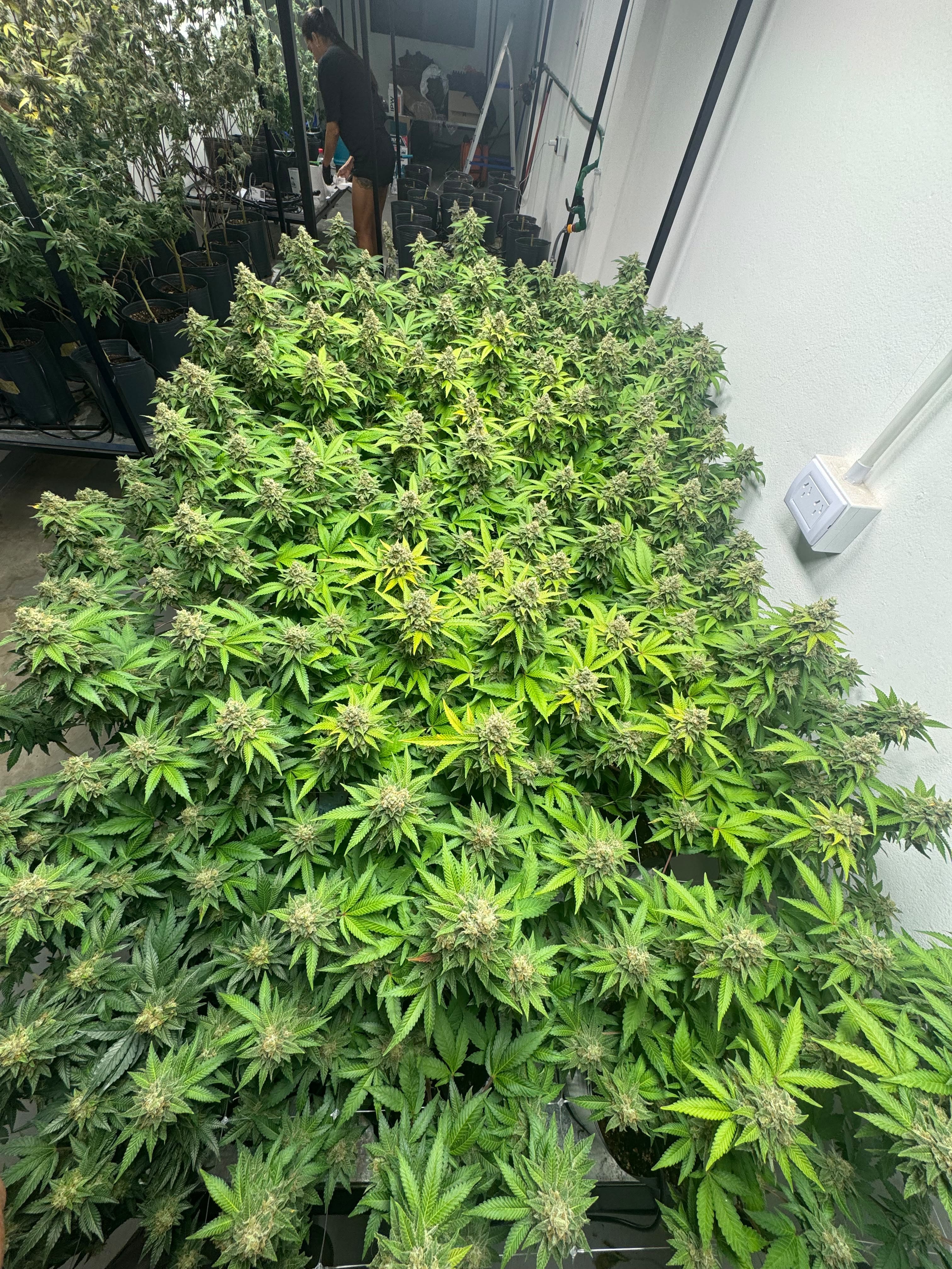 Canopy de cultivo Golden Green
