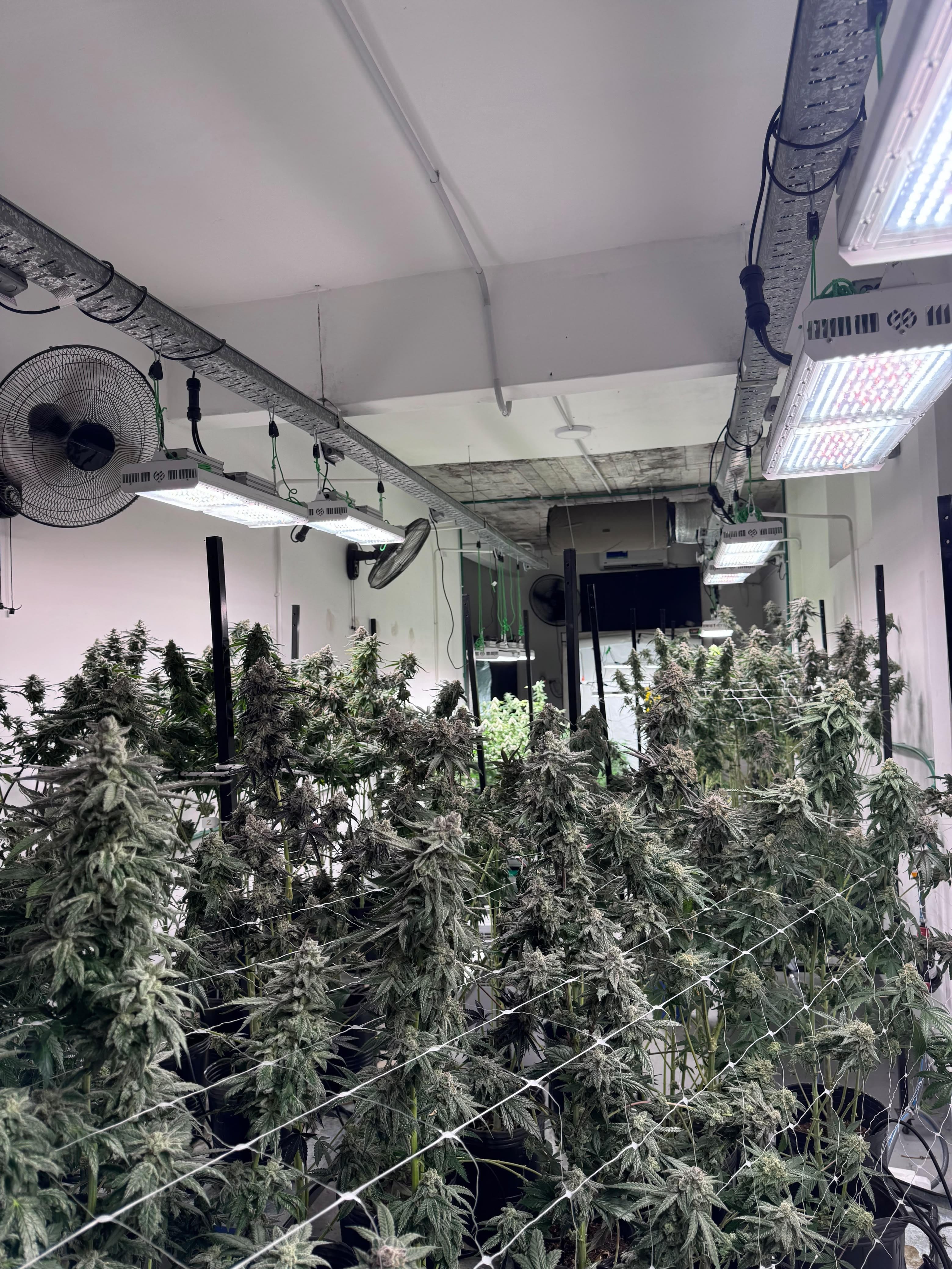 Sala de cultivo Golden Green