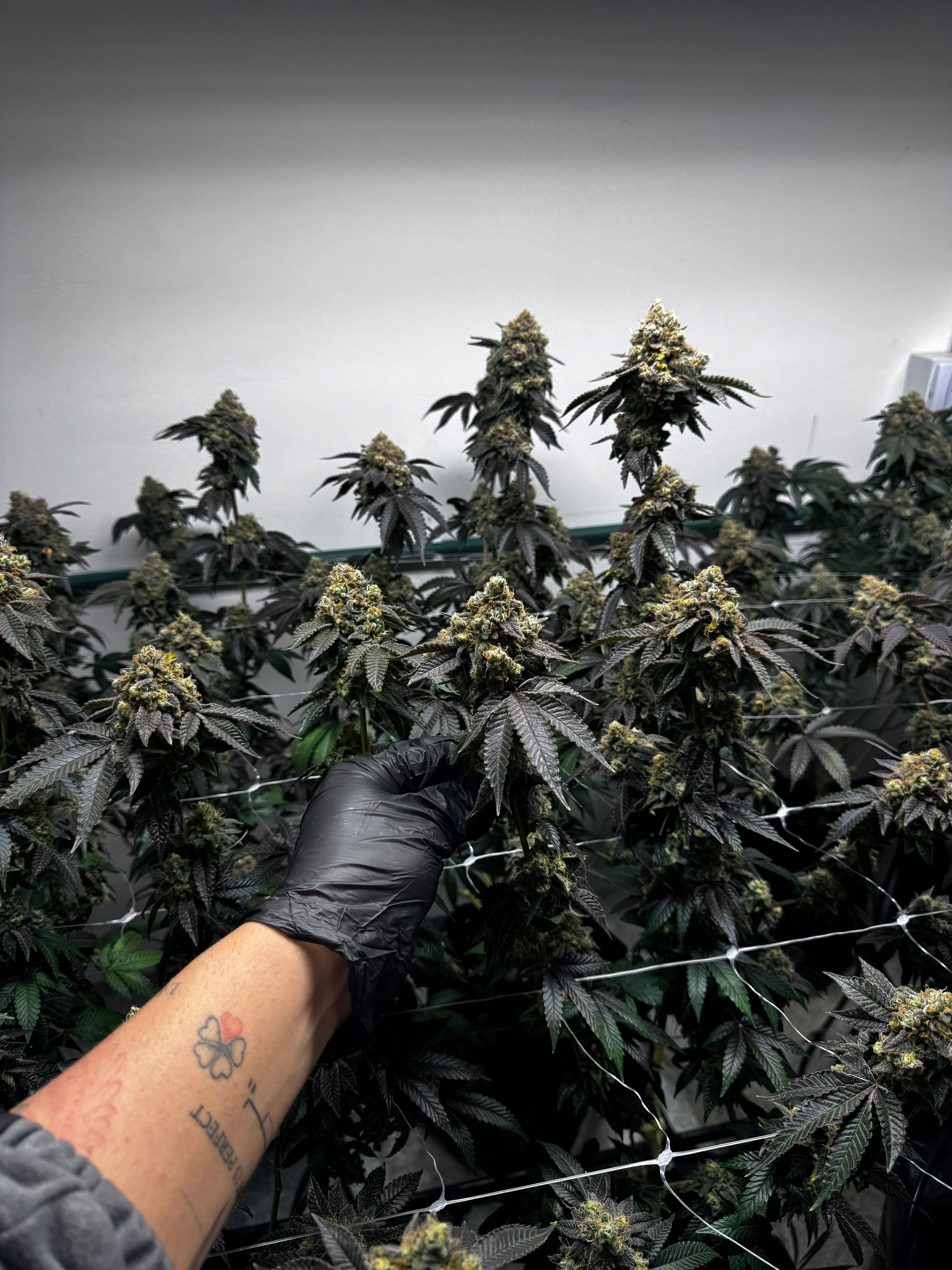 Canopy de cultivo Golden Green