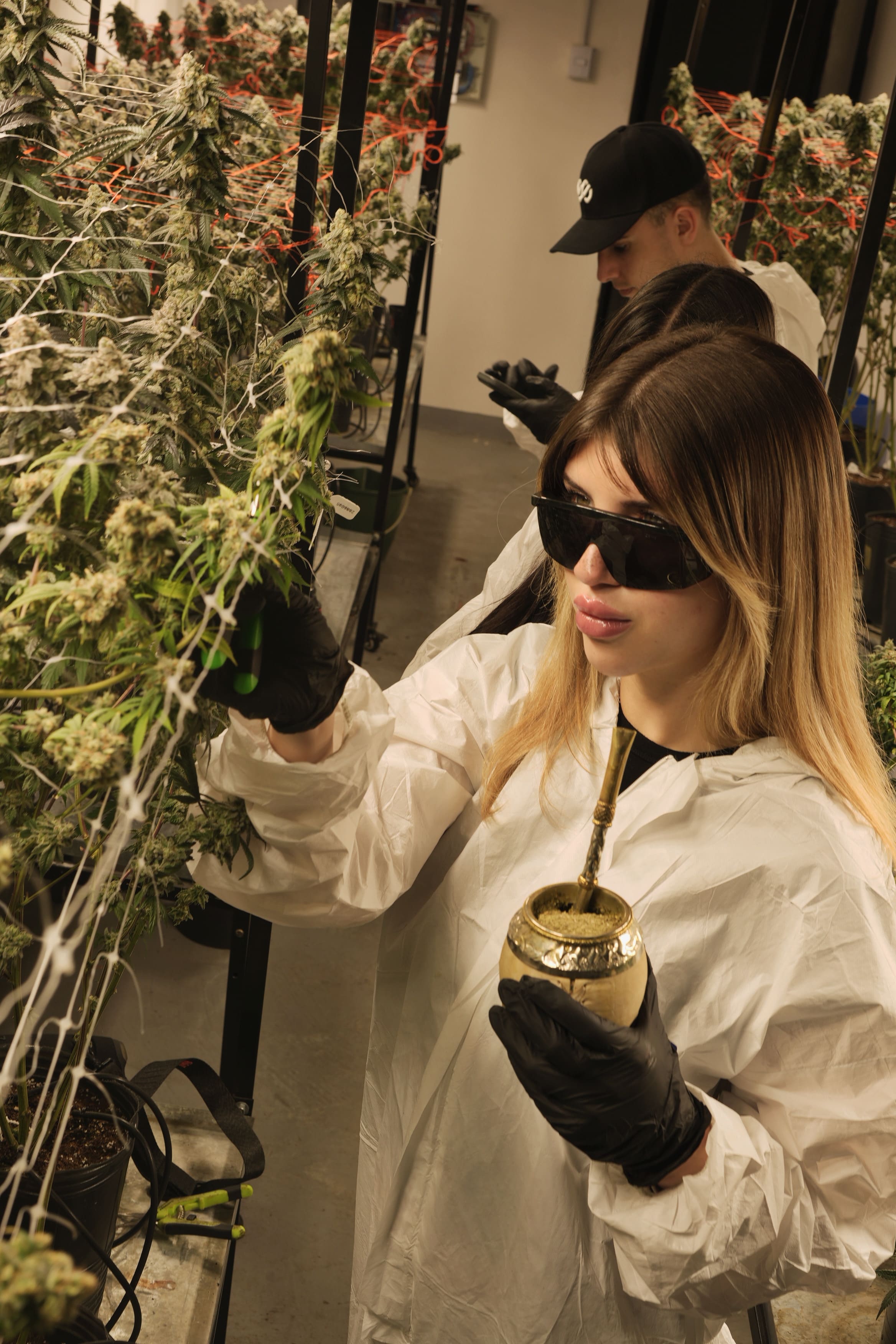 Equipo Golden Green revisando el cultivo