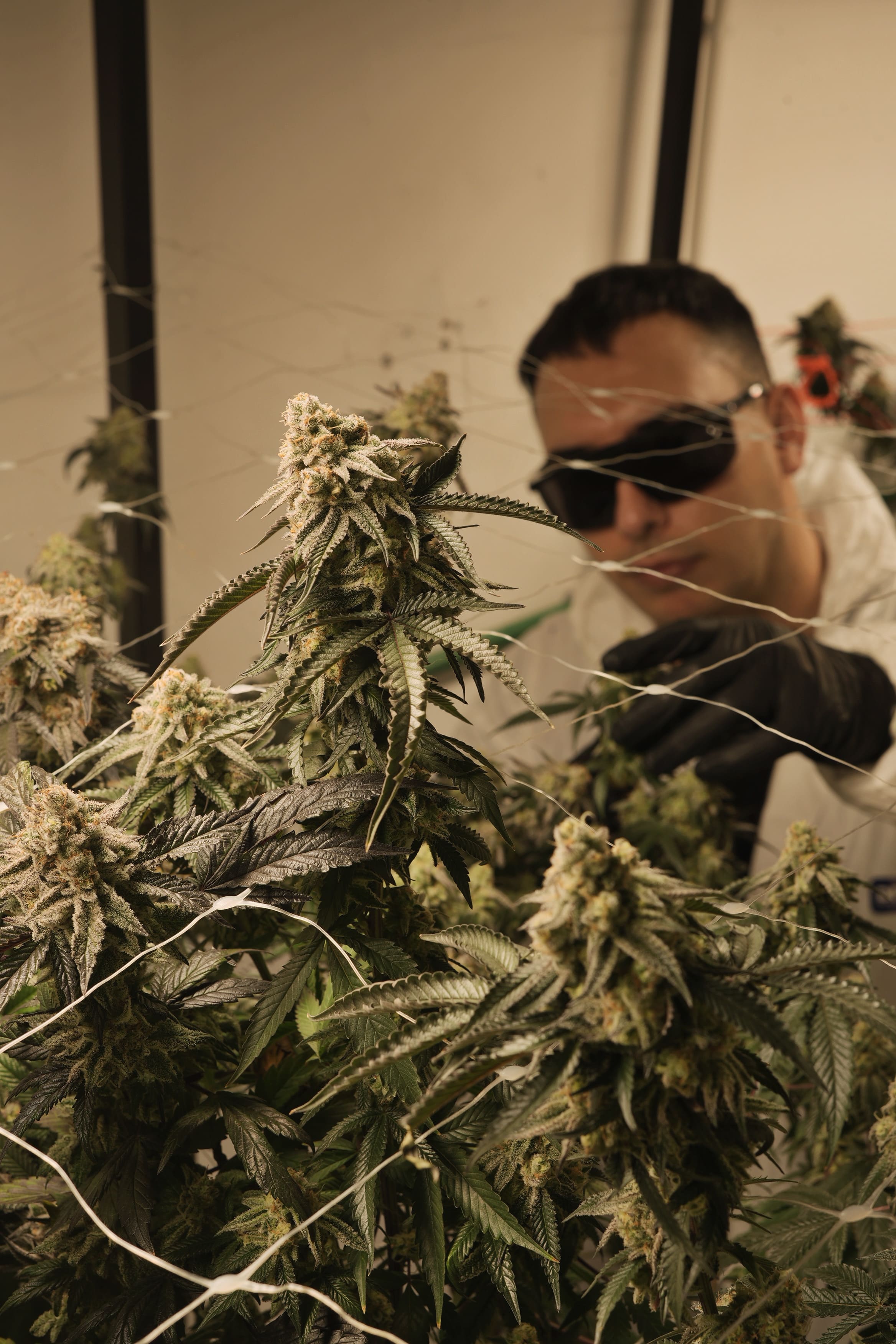 Equipo Golden Green inspeccionando cogollos