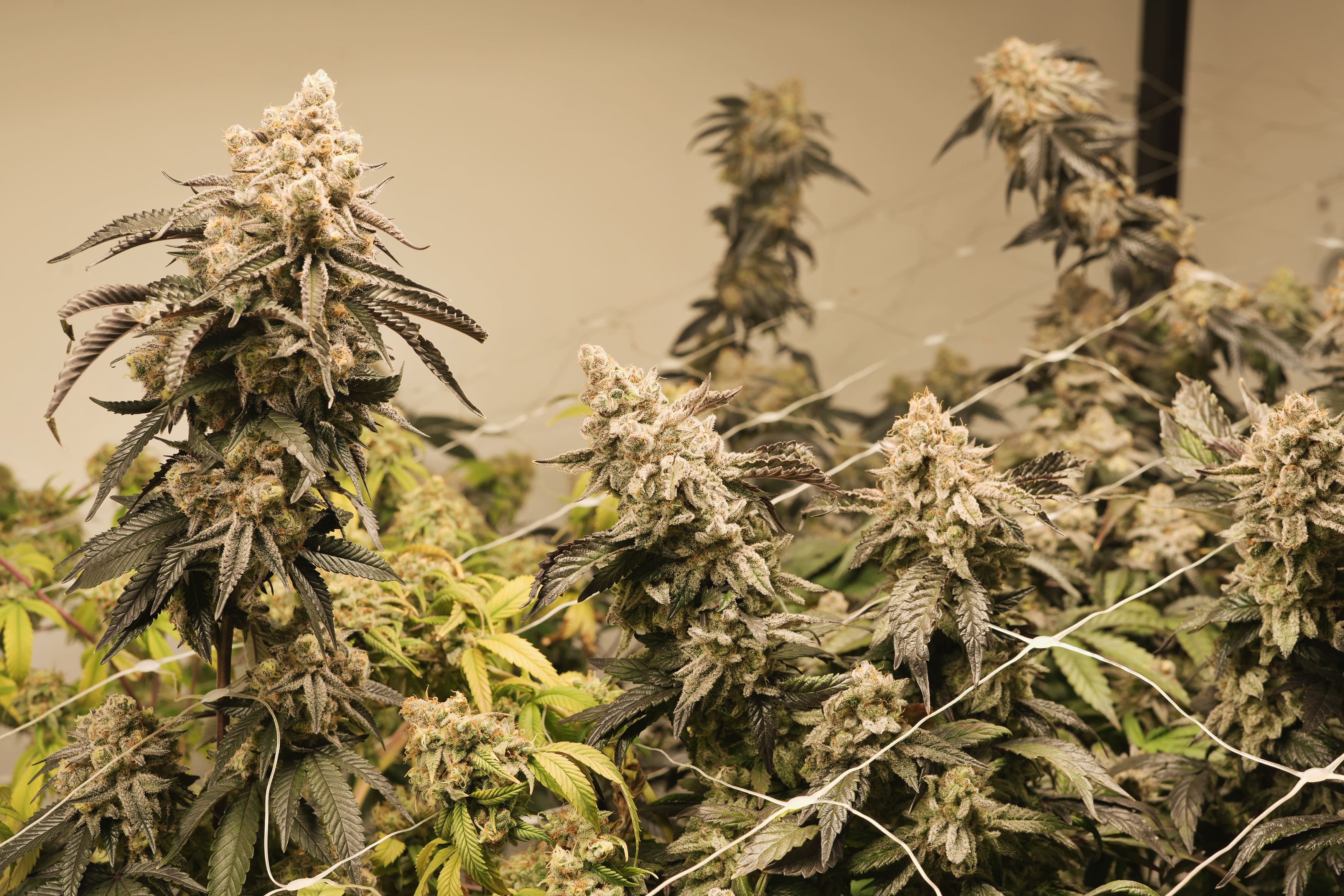 Sala de cultivo Golden Green