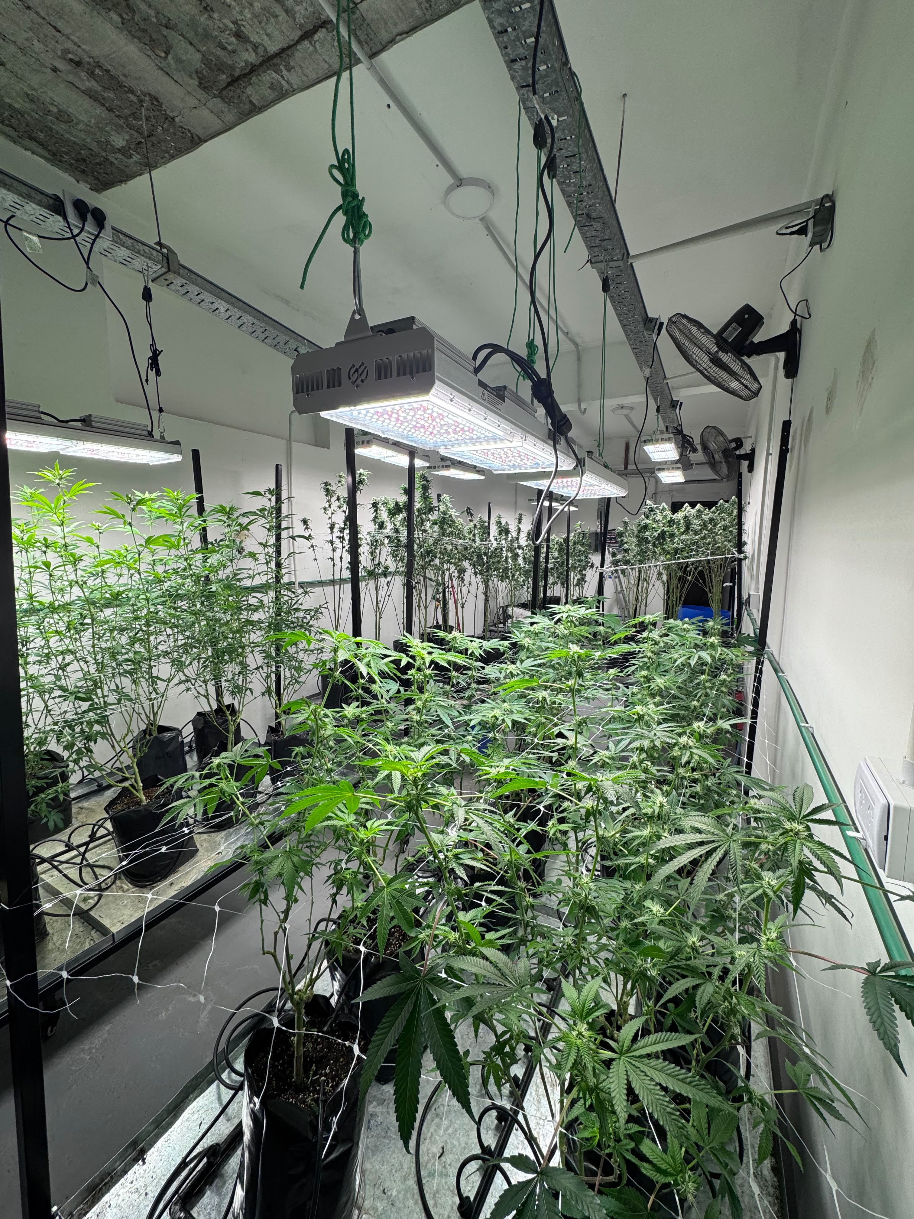Sala de cultivo Golden Green