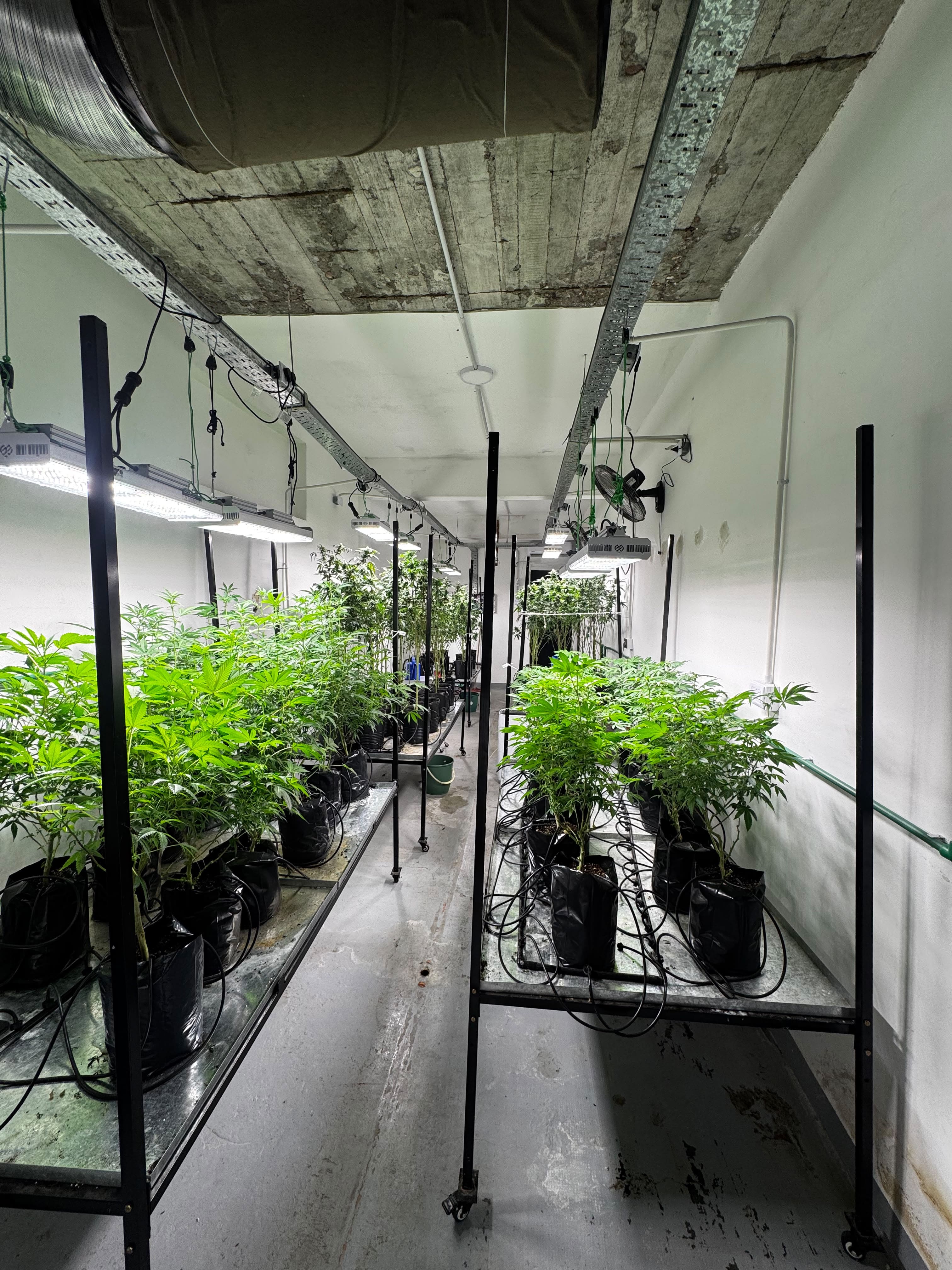 Sala de cultivo Golden Green