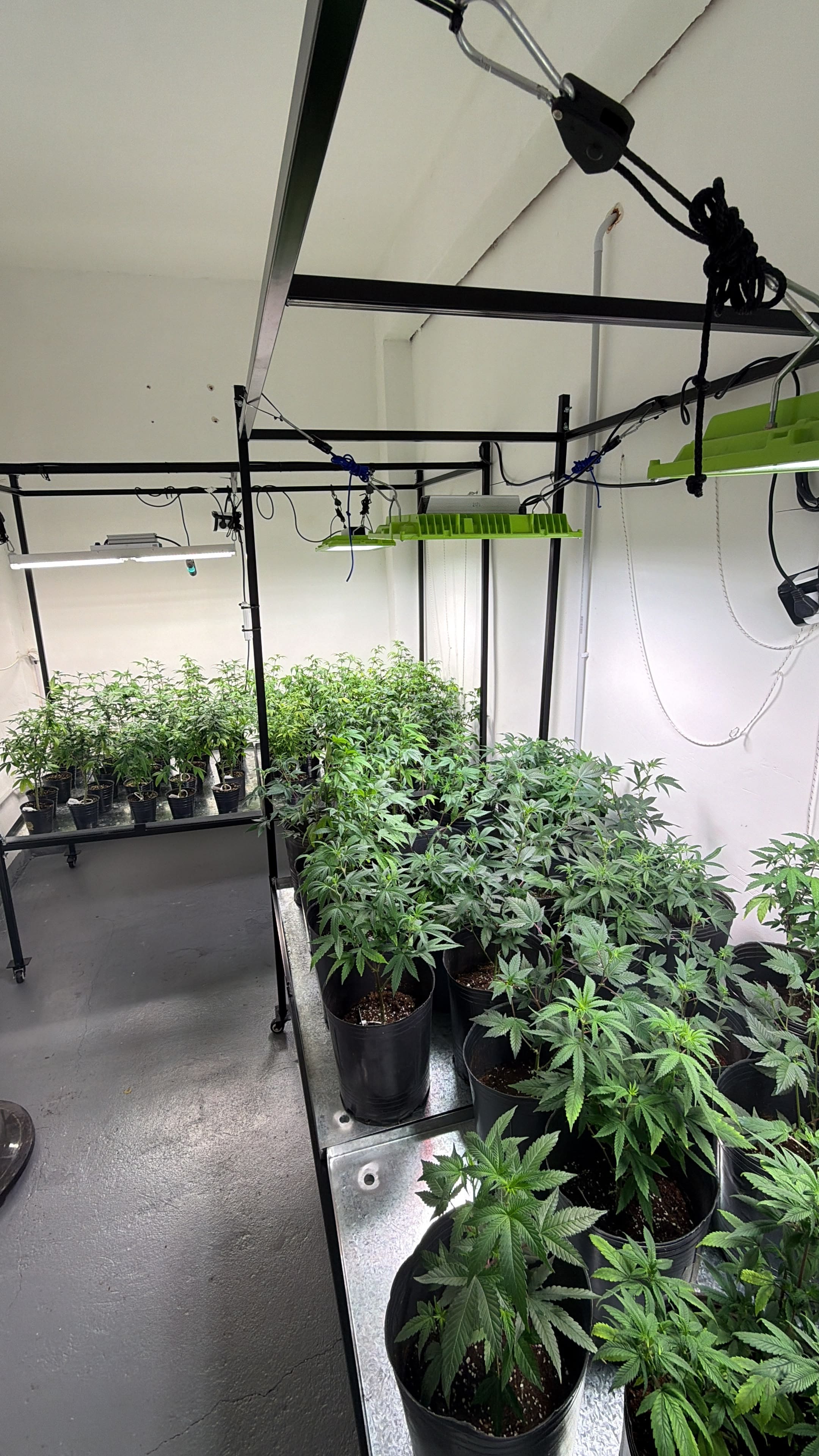 Plantines en sala de cultivo Golden Green